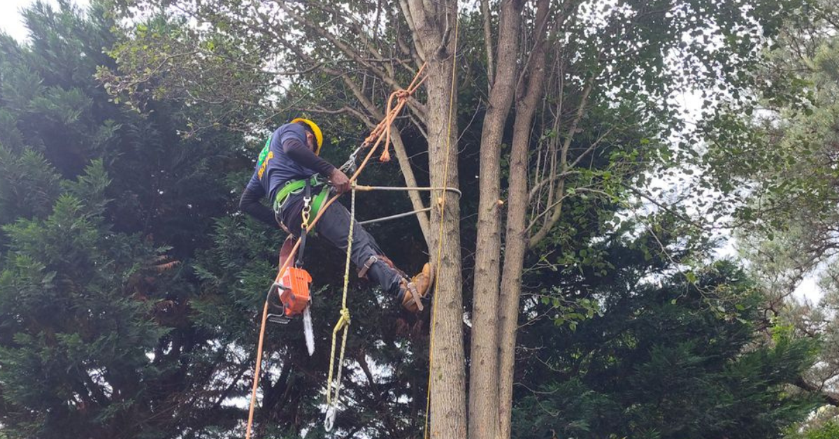 Tree Trimming