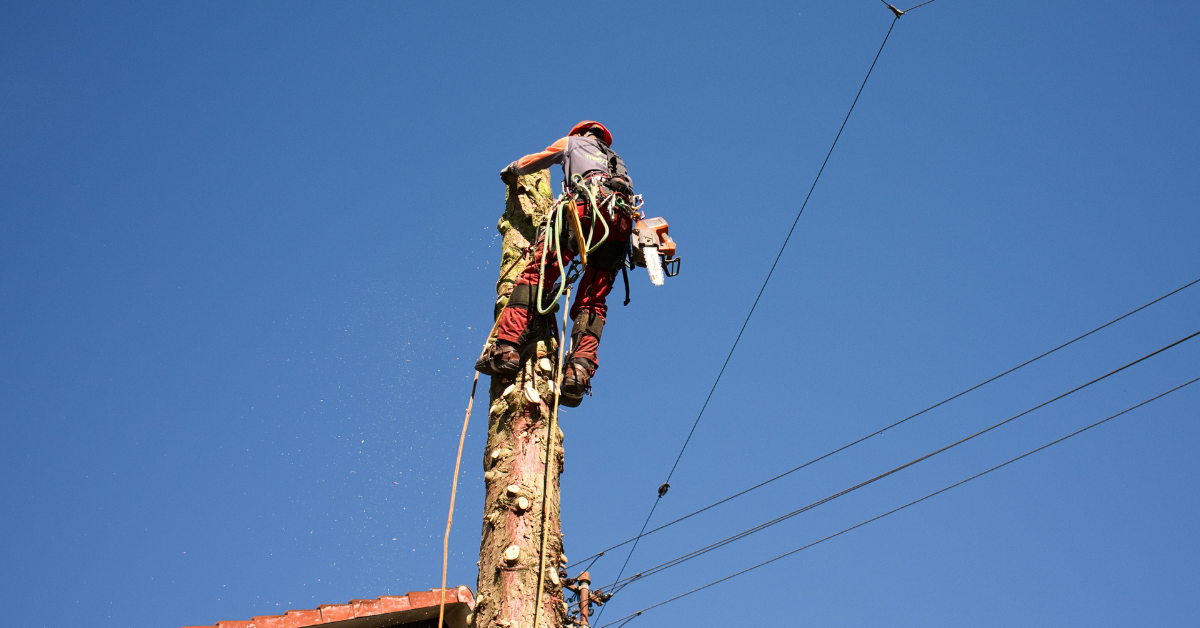 Why Homeowners Need Tree Removal in James City County, VA