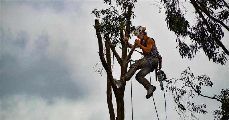 How Much Does Tree Removal Cost in Southeastern Virginia